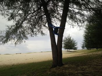 Trees on field against sky