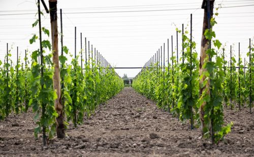 Scenic view of agricultural field