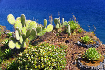 Cactus plants against blue sea