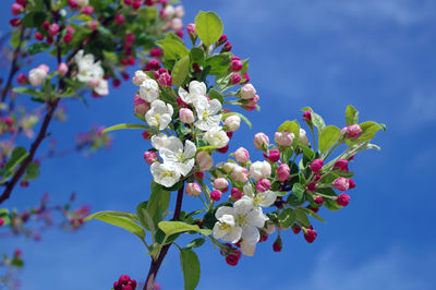 Close-up of cherry blossoms against sky