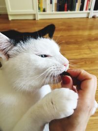 Close-up of hand holding cat at home