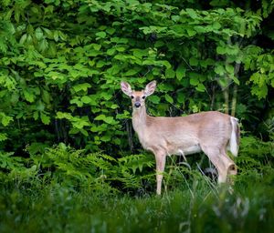 Portrait of deer standing on land