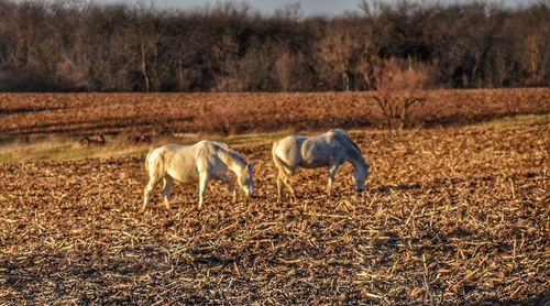 Horses on field