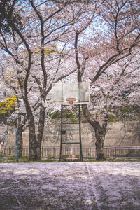 Low angle view of tree