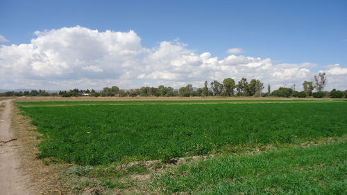 Scenic view of field against sky