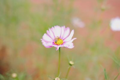 Close-up of purple flowering plant on field