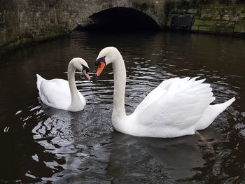 Swan swimming in lake