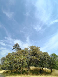 Trees on field against sky