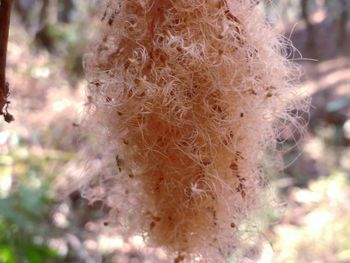 Close-up of dried tree