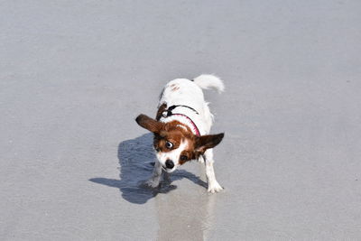 High angle view of dog running on floor