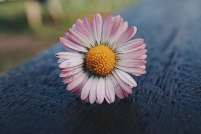 Daisy flower plant