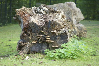 Close-up of wood on tree trunk