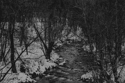 Bare trees in forest during winter