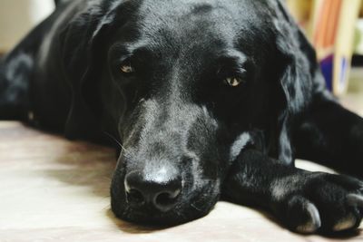 Close-up portrait of black dog relaxing on floor