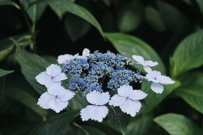 Close-up of white flowering plant