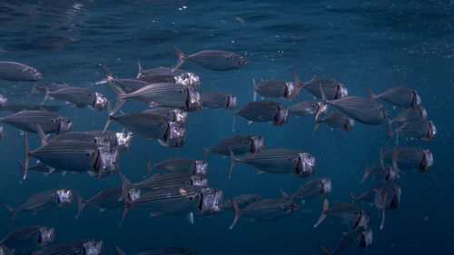 High angle view of fishes swimming in sea