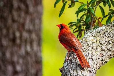 Close-up of a bird perching on tree