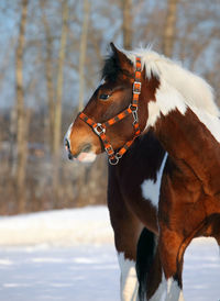 Close-up of a horse on snow