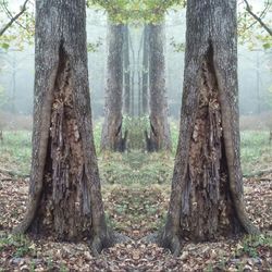 Close-up of tree trunk in forest