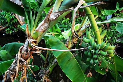 Close-up of banana tree