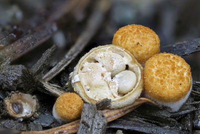 High angle view of mushrooms