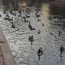 Birds in lake