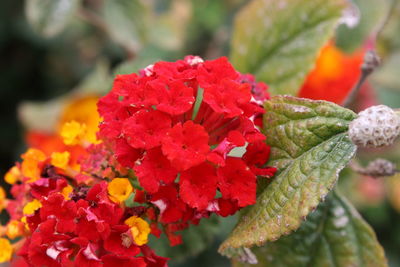 Close-up of red flowers blooming outdoors