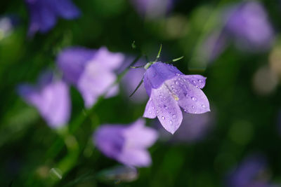 Close-up of wet purple flowering plants