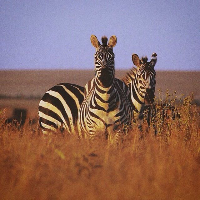 animal themes, safari animals, mammal, one animal, zebra, animals in the wild, wildlife, animal markings, striped, field, tiger, giraffe, standing, herbivorous, grass, zoology, nature, full length, two animals, landscape