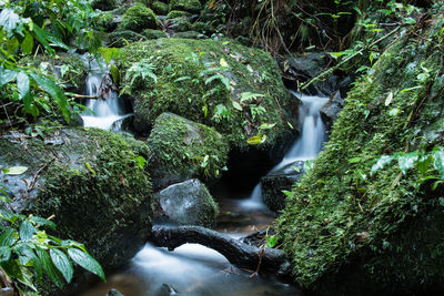 Stream flowing through rocks in forest