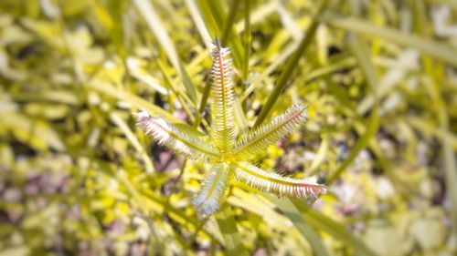 Close-up of butterfly on flower