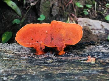 Close-up of orange mushroom on field