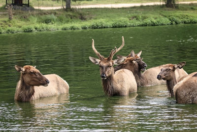 Deer in a lake