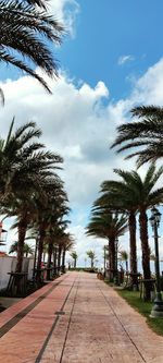 Empty road along palm trees in city against sky