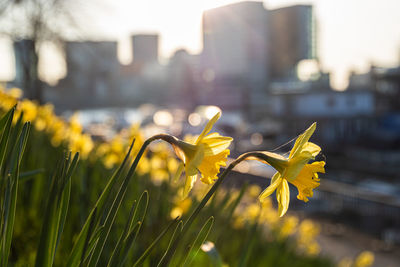 Close-up of yellow flowering plant