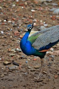 Close-up of peacock perching on field