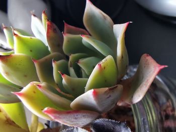 Close-up of succulent plant