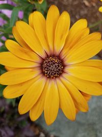 Close-up of yellow flower