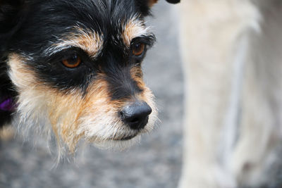 Close-up of dog in water