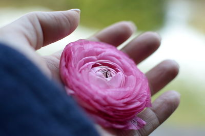 Cropped image of hand holding pink ranunculus