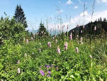 Flowering plants on field against sky