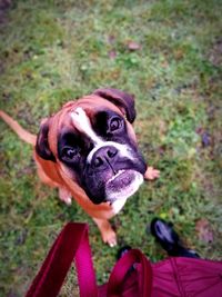 Close-up portrait of dog