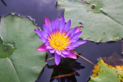 Close-up of lotus water lily