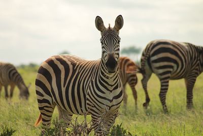 Zebras on a field