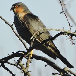 Low angle view of bird perching on branch