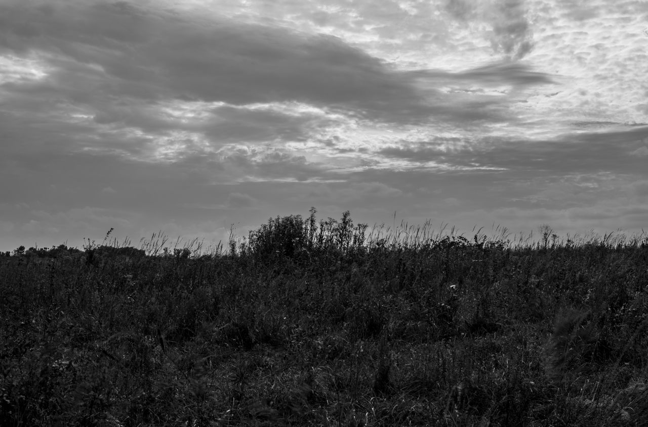 sky, cloud, plant, nature, black and white, horizon, environment, landscape, land, monochrome photography, beauty in nature, monochrome, grass, field, scenics - nature, no people, tranquility, growth, darkness, tree, tranquil scene, outdoors, non-urban scene, rural area, rural scene, hill, day, prairie, agriculture, dramatic sky, black