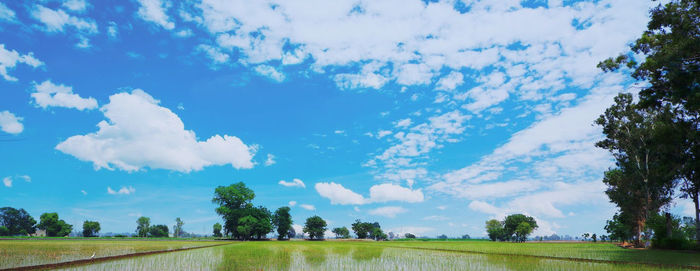 Panoramic shot of trees on field against sky