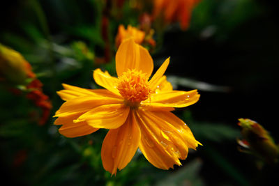 Close-up of yellow flower blooming outdoors