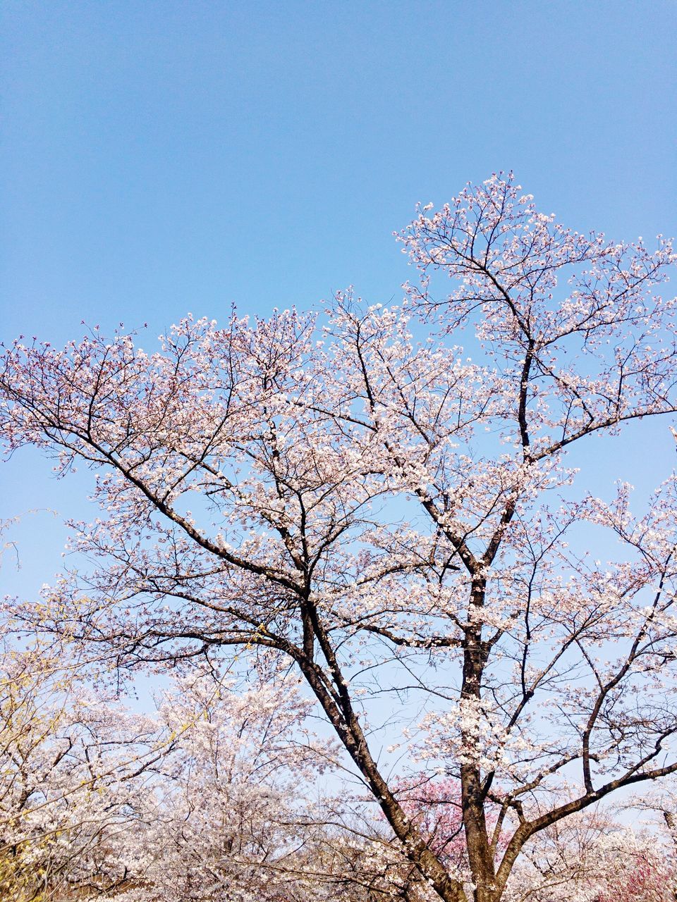 tree, sky, plant, low angle view, clear sky, branch, beauty in nature, nature, day, growth, blue, tranquility, flowering plant, no people, flower, pink color, outdoors, blossom, copy space, scenics - nature, springtime, cherry blossom, cherry tree