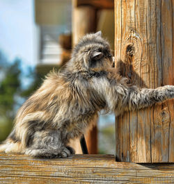 Monkey sitting on wood